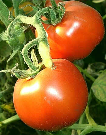 tomat2 tomat2