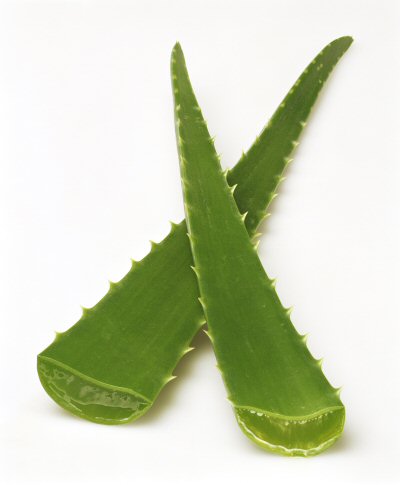 aloe-vera aloe-vera