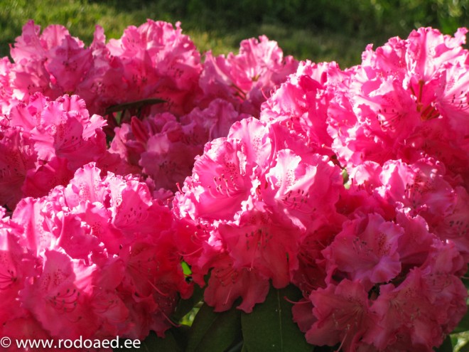 Rododendroni õis_Germania Rododendroni õis_Germania