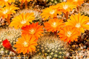 kaktusten kasvattaminen