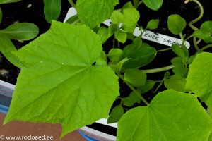 Tomaatti- ja paprikakasvien istutusta edeltävä kylvö