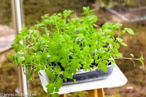 Tomaatti- ja paprikakasvien istutusta edeltävä kylvö