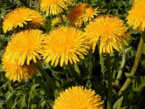 Orgaaniset lannoitteet