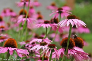 Kukka lajikkeet syksyn puutarhaan