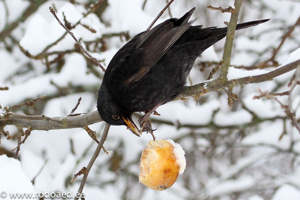 Lindude talvine toitmine
