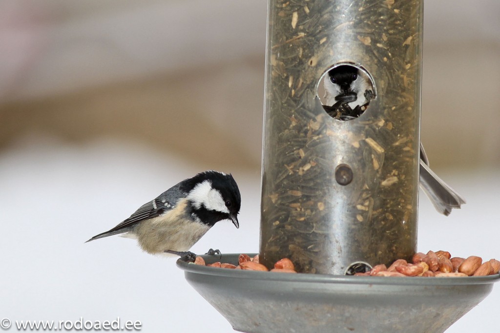 Lindude talvine toitmine