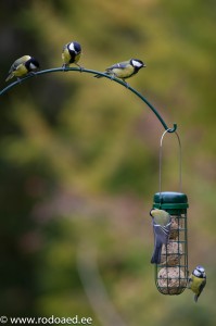 Siipikarjan talviruokinta