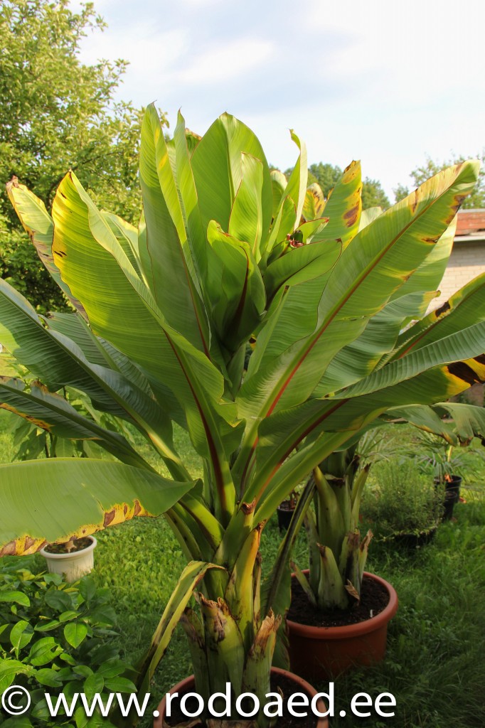banaani kasvatamine kodus